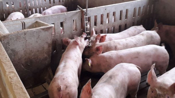 Plan de inversión porcino | Noticias Agropecuarias