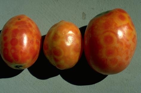 Investigadores españoles desarrollan plantas de tomate resistentes al virus  del bronceado | Noticias Agropecuarias