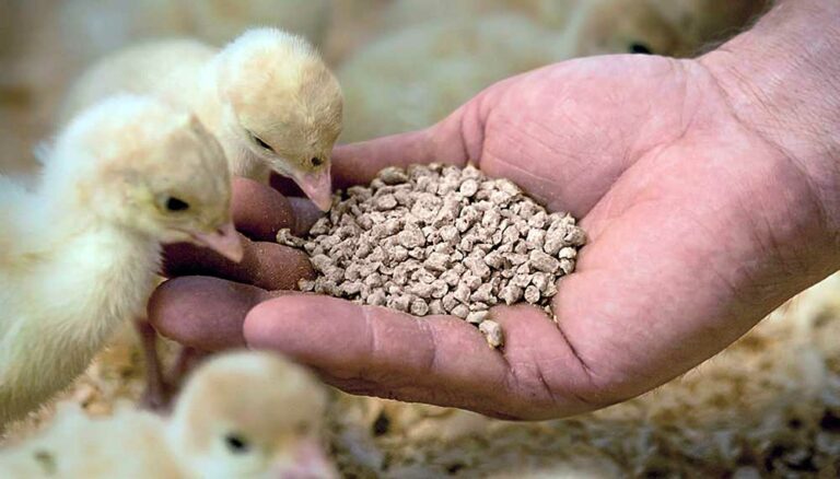 Fibra y microbiota ¿es posible acelerar la fermentación?