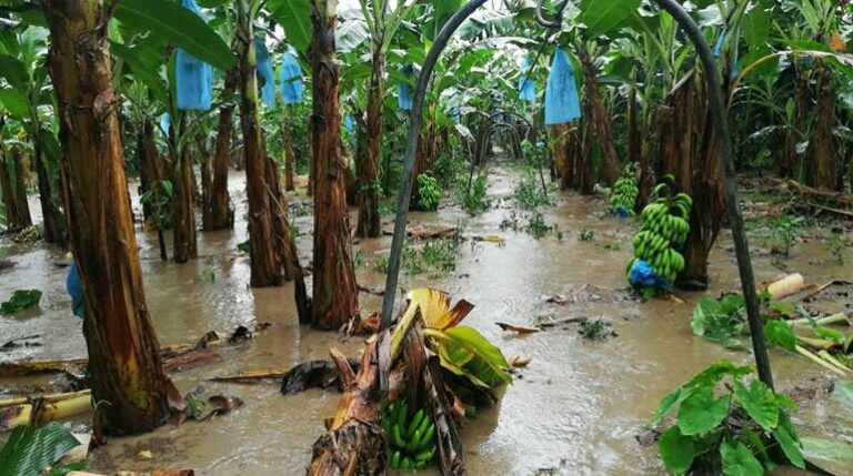 El Niño vuelve: estos serían sus efectos en América Latina