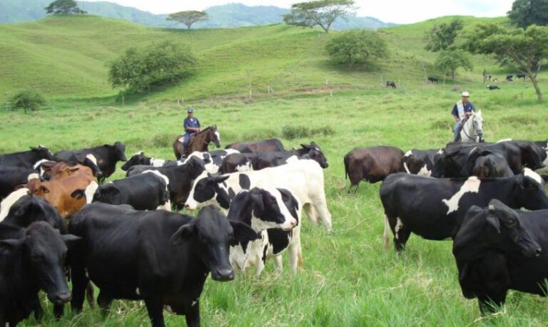 Un trébol reduce los gases de las vacas y la contaminación del planeta