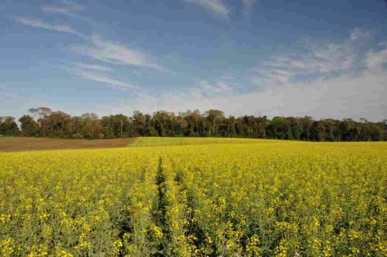 Un estudio constata la urgencia de recuperar un 20% de los hábitats autóctonos en zonas agrícolas