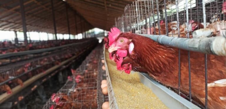 ECUADOR: El precio del huevo se estabiliza, pero la avicultura sigue en números rojos