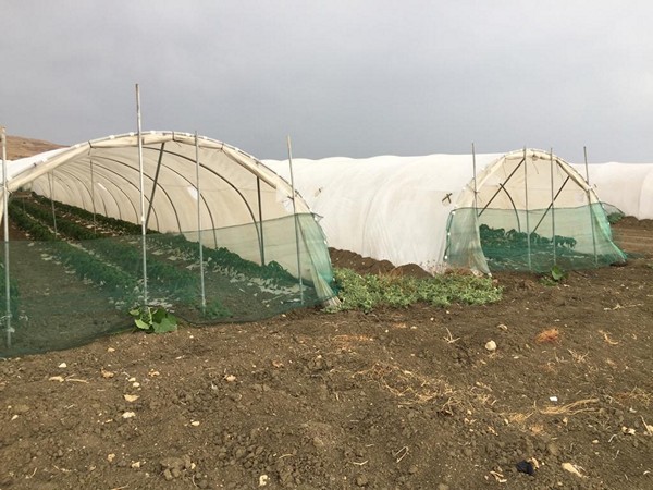 Los insectos útiles son los aliados de los agricultores para la horticultura sin residuos