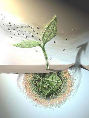 Un estudio encuentra una pérdida acelerada de carbono en el suelo, lo que aumenta la tasa de cambio climático