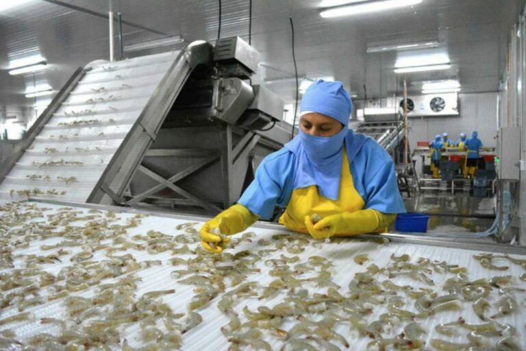 ECUADOR: Sector camaronero  inicia mesa de trabajo para acelerar transición energética