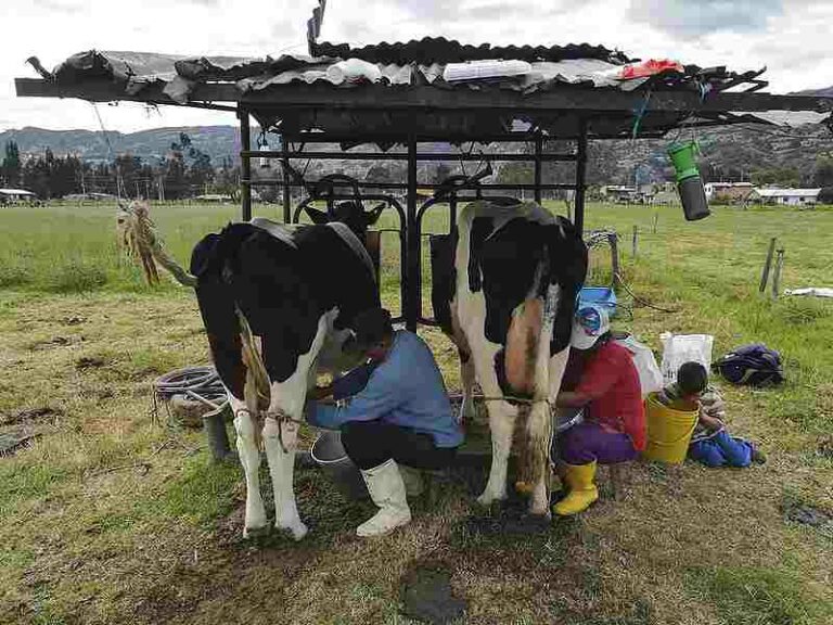 Argentina impulsa una vacuna local para combatir la mastitis bovina