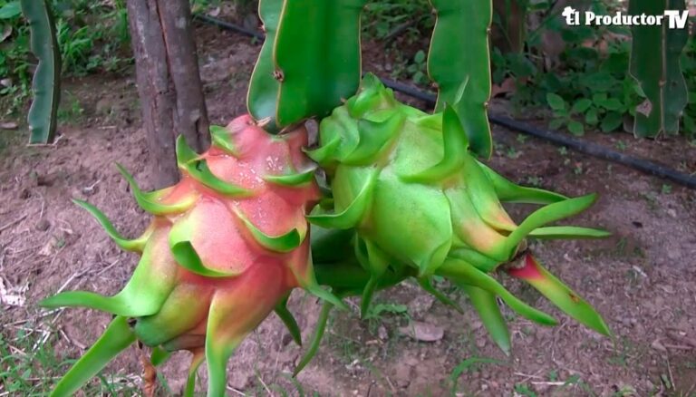 ECUADOR: Sector exportador de pitahaya registra crecimiento en 2025, según reporte oficial