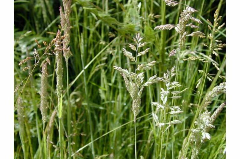 Cómo responden los pastizales al cambio climático
