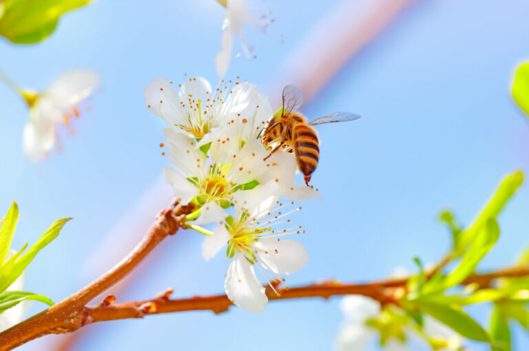 5 maneras sencillas de ayudar a las abejas a alimentar al mundo