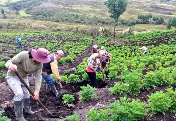 ECUADOR:  Agro busca más financiamiento e integración global