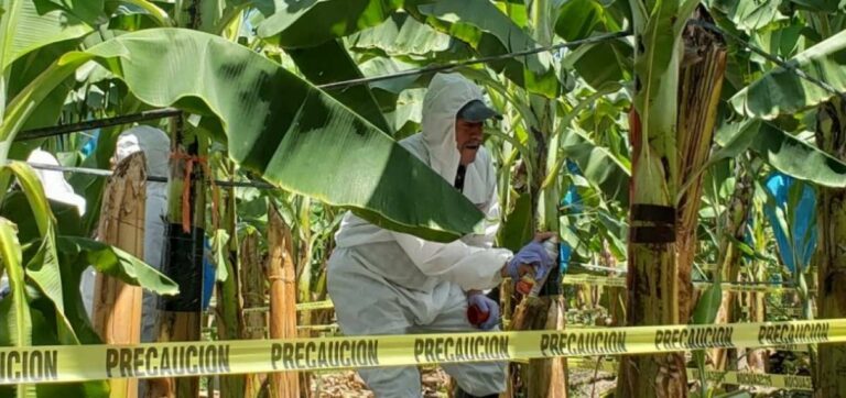 Ecuador enfrenta al Fusarium R4T con preparación previa