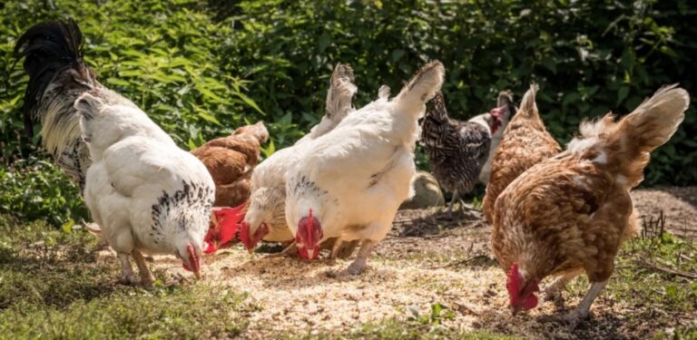 COLOMBIA: Refuerzan alerta sanitaria por influenza aviar en aves de traspatio