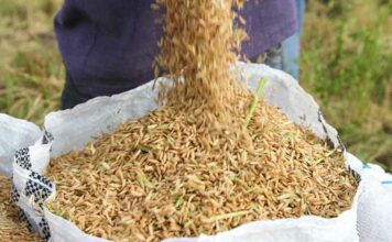 Cascarilla de arroz, el residuo que ayudaría a generar electricidad a futuro
