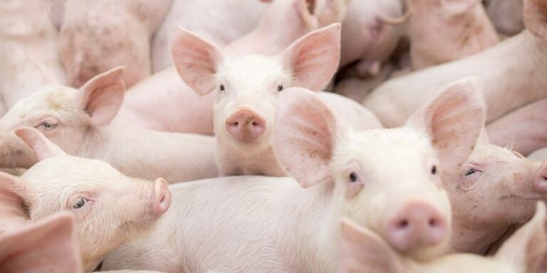 Perú conquista el mercado de Singapur para la carne de ave y cerdo