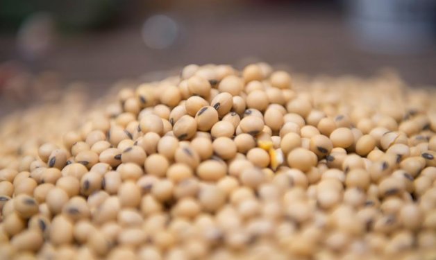 Plan para control de plagas de grano almacenado