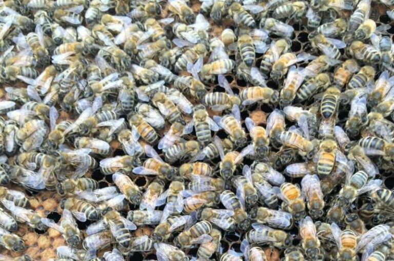 Las abejas melíferas podrían ayudar a controlar la pérdida de fertilidad de los insectos debido al cambio climático