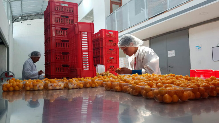 ECUADOR: Exportaciones  no tradicionales proyectan crecimiento y brillarán en Berlín