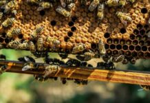 Ultrasonido contra plagas en las colmenas: una nueva herramienta para proteger a las abejas