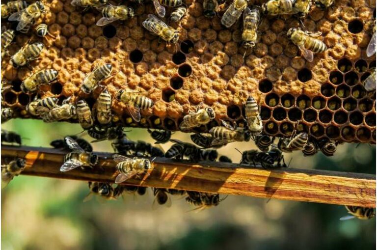 Ultrasonido contra plagas en las colmenas: una nueva herramienta para proteger a las abejas