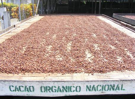 cacao organico
