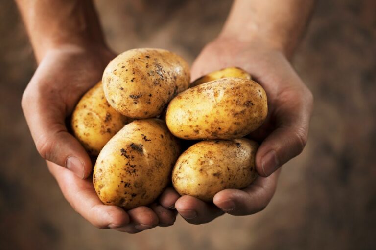 ECUADOR: INIAP fortalecerá producción de semilla certificada de papa en 2025