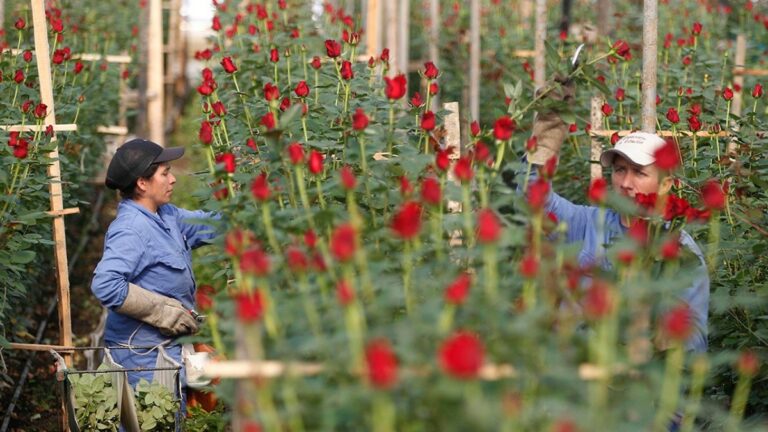 Respuesta de seis cultivares de rosa (Rosa sp.) a tres relaciones catiónicas del suelo. Cayambe, Pichincha