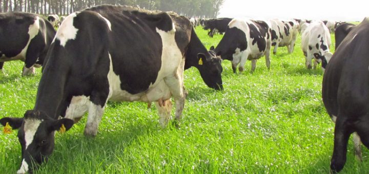 ECUADOR: Fincas ganaderas buscan certificación libre de brucelosis