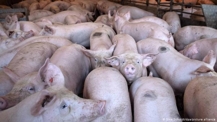ESPAÑA: El negocio del sector porcino: 9.000 millones en el punto de mira por la peste