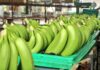 ECUADOR: Mercado del banano enfrenta incertidumbre por crisis internacional