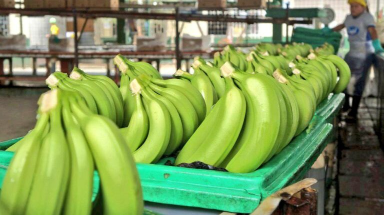 COLOMBIA: Sector bananero en alerta por caída del dólar