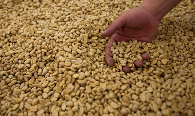 COLOMBIA: “Se requerirán 200 millones de sacos en 2030, hay que apostarle a la competitividad”