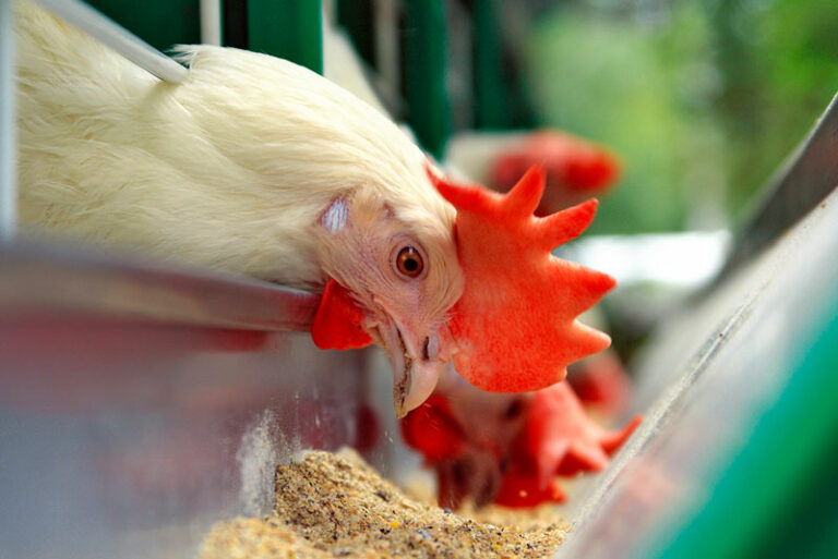 ¿Cuáles son los ingredientes innovadores del futuro en la nutrición animal?
