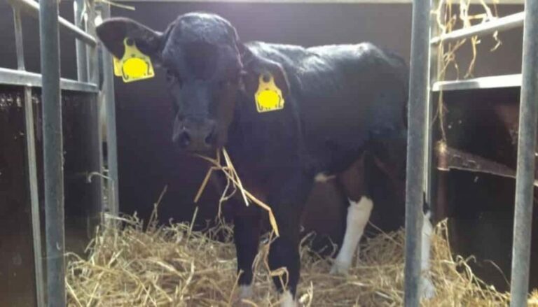 Nuevos procedimientos de prueba salvarán a las vacas lecheras de la enfermedad por Mycoplasma bovis