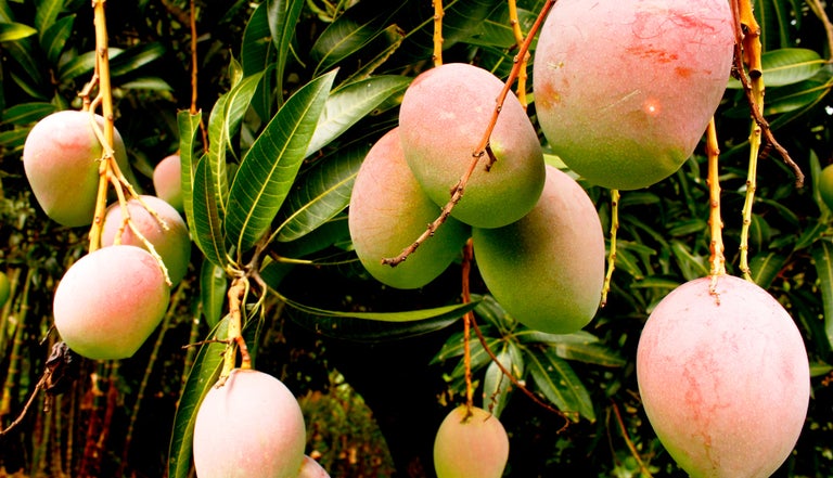Avance fitosanitario en Perú: controlan mosca de la fruta en más de 130 mil hectáreas
