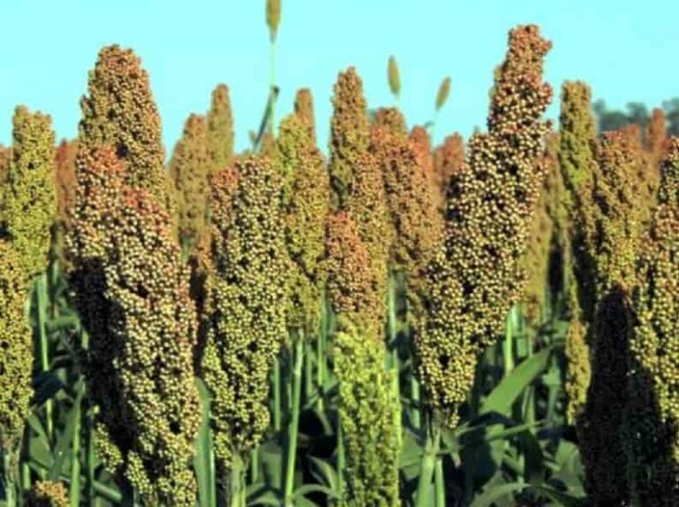 Venezuela: El sorgo granífero y la trashumante ganadería guariqueña