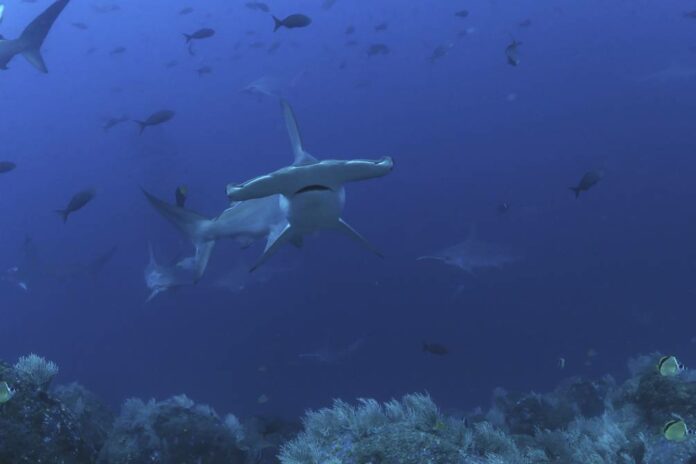 tiburones