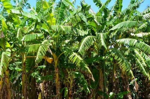 La amenaza del banano: Taiwán descifra el secreto para combatir la TR4, la plaga asesina del banano