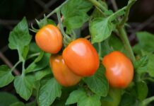 Investigadores españoles desarrollan un sistema para cultivar tomates con la mitad de agua y fertilizantes