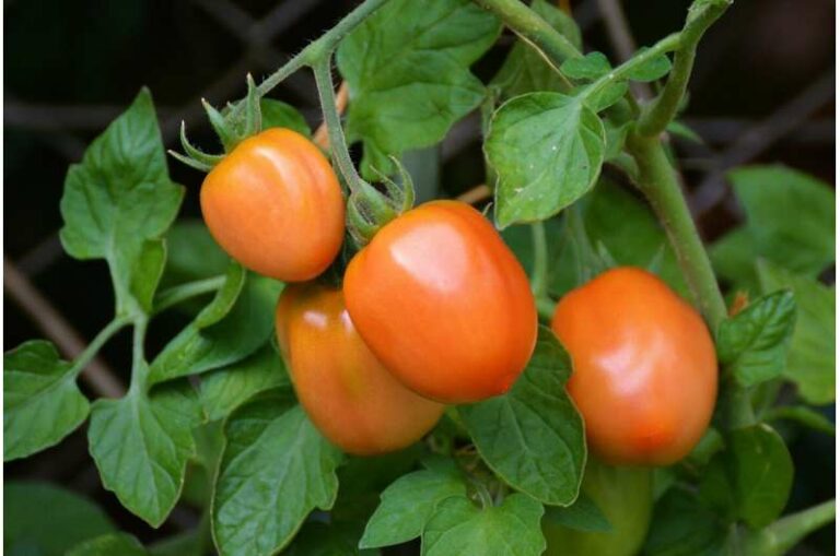 Investigadores españoles desarrollan un sistema para cultivar tomates con la mitad de agua y fertilizantes