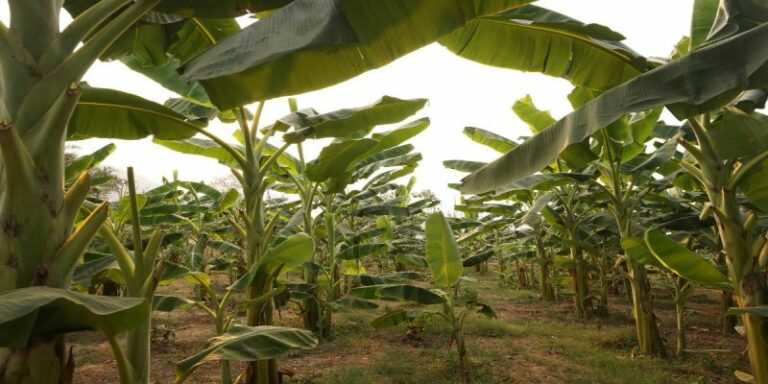 ECUADOR:  Gobierno fija plazo para regularizar siembras bananeras no autorizadas