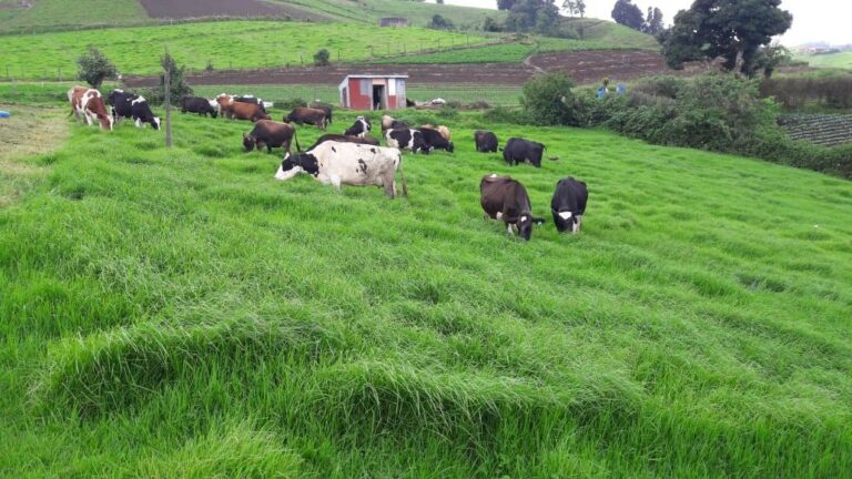 Control microbiano en el alimento y las materias primas