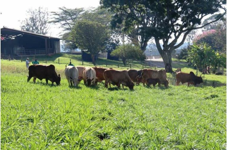 Japón está cerca de abrir su mercado a la carne brasileña, asegura ministro