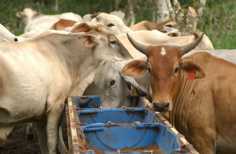Científicos suecos desarrollan un método para transformar estiércol animal en recursos útiles y alimento para ganado