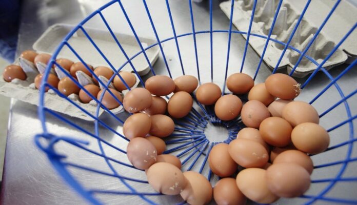 huevos