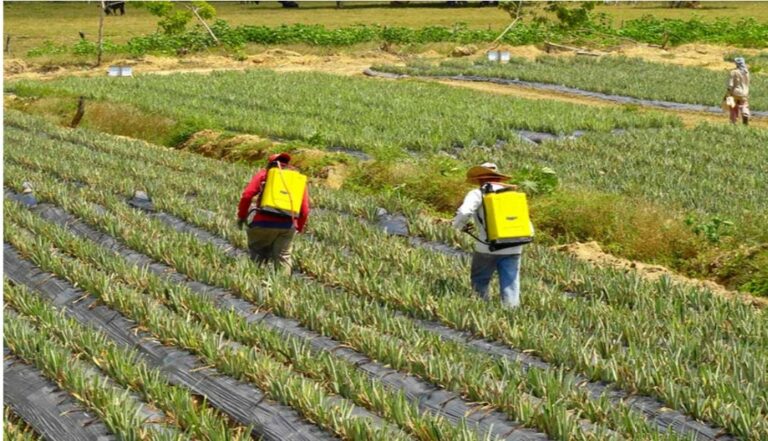 ECUADOR: MAGP convoca a proveedores de insumos agrícolas subvencionados