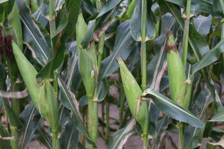 El estudio muestra cómo los precios de los cultivos y las variables climáticas afectan el rendimiento y la superficie cultivada