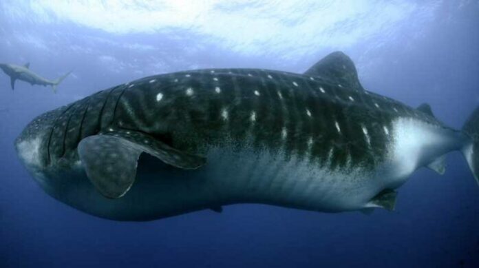 ballenas