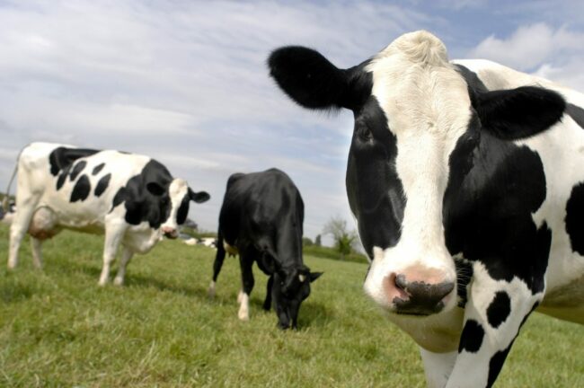 INFORME TÉCNICO: Descubra cuales son las alertas que dan expertos por la influenza aviar en la leche