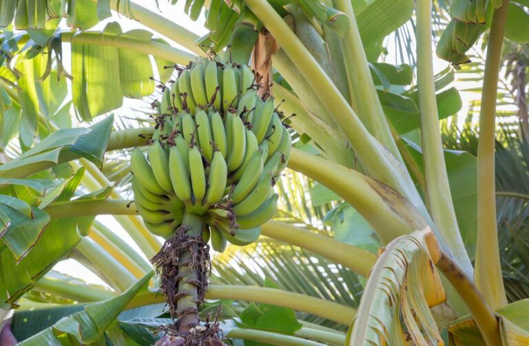 Crece demanda de Banano Ecuatoriano en África y EE.UU